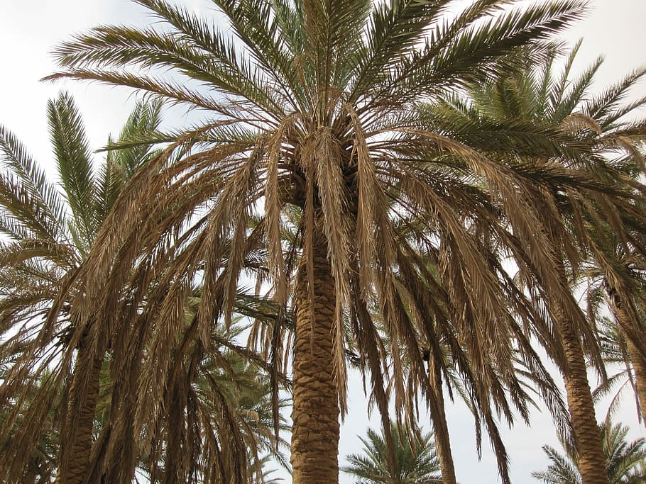 Palm, Trees, Tropical, Summer, palm tree, no people, day, low angle view HD wallpaper