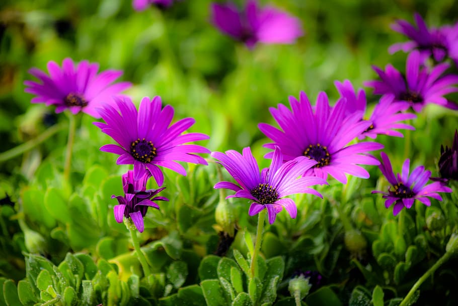 african daisy, flower, flora, nature, blooming, spring, blossom, HD wallpaper