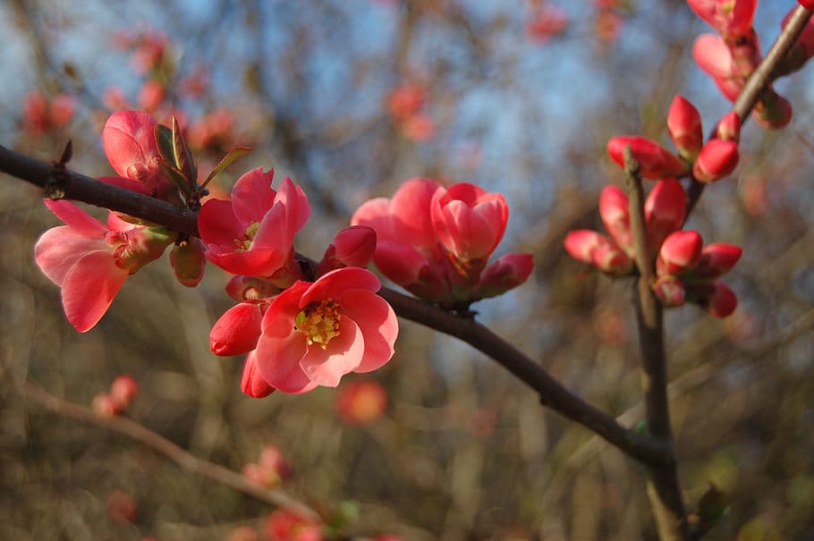 tree, branch, flower, nature, plant, beauty in nature, flowering plant HD wallpaper