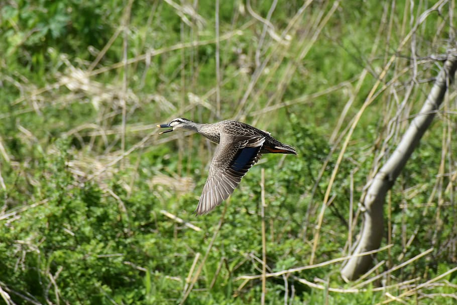 animal, river, waterside, grass, wood, bird, wild birds, waterfowl HD wallpaper