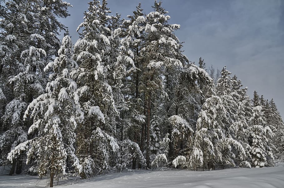 Forest, Winter, Snow, Cold, Nature, landscape, frost, tree HD wallpaper
