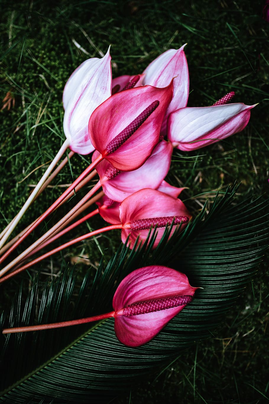 Colorful Exotic Flowers and Greenery, flora, leaf, leaves, tropical HD wallpaper
