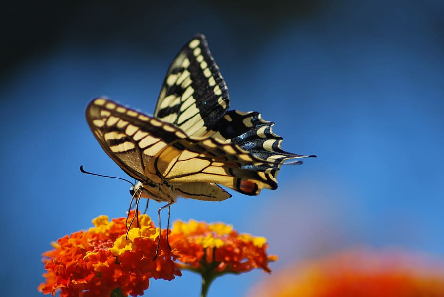 butterfly, nature, insect, invertebrate, animal wing, butterfly - insect HD wallpaper