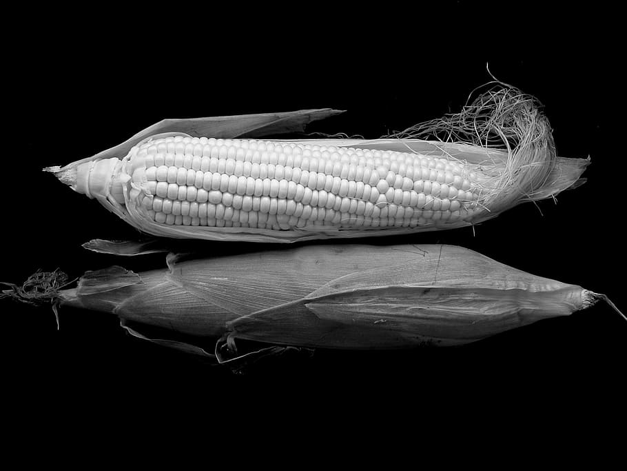 grayscale photo of corn on black surface, sweet corn, cob, vegetable, HD wallpaper