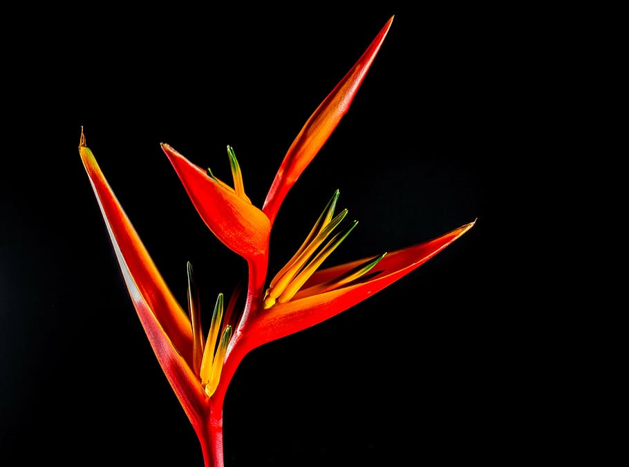 red-and-yellow bird of paradise flower closeup photography, strelitzia, HD wallpaper