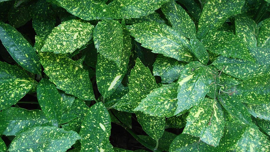 leaf, green leaf, natural, green color, growth, backgrounds HD wallpaper