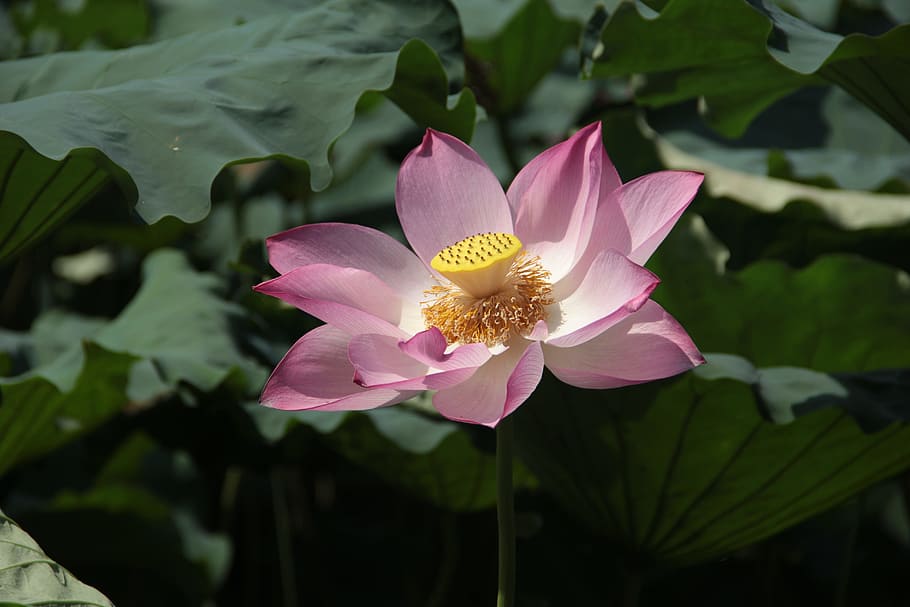 Lotus Leaf, Leaf, Spring, Flower, nature, plant, water Lily HD wallpaper