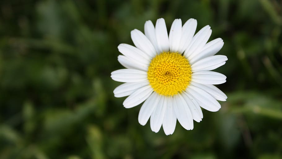 flower, daisy, yellow, white, flowering plant, freshness, beauty in nature HD wallpaper