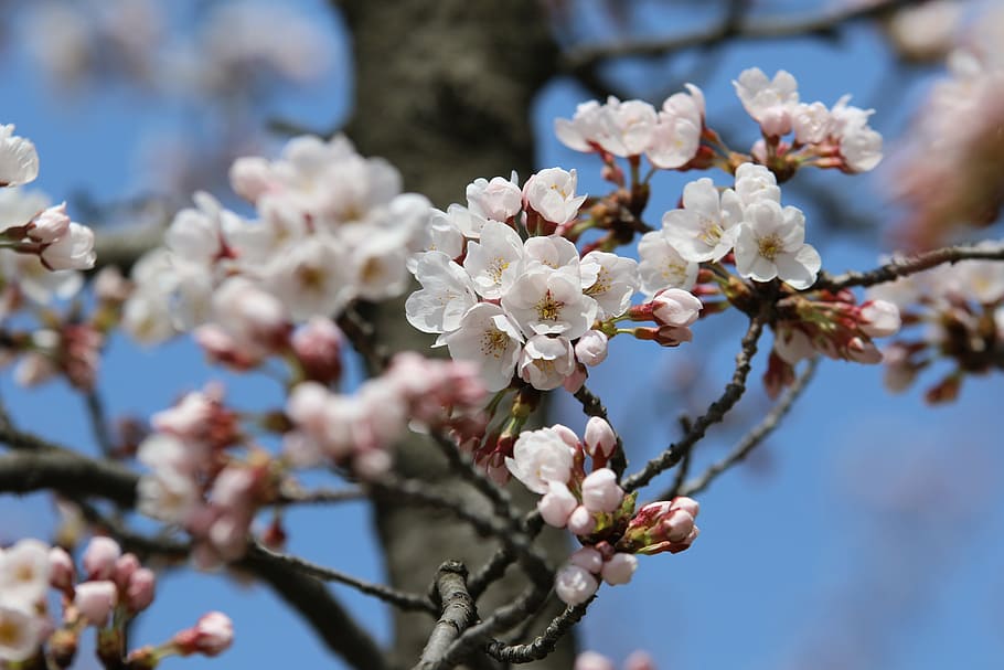 spring, nature, spring flowers, petal, landscape, pink, plants HD wallpaper