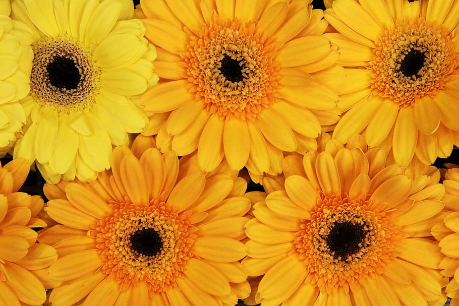 Background, Bloom, Blossom, bright, colorful, flora, flower HD wallpaper
