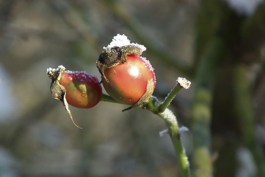winter, wintry, nature, red, rose hip, plant, leaf, branch HD wallpaper