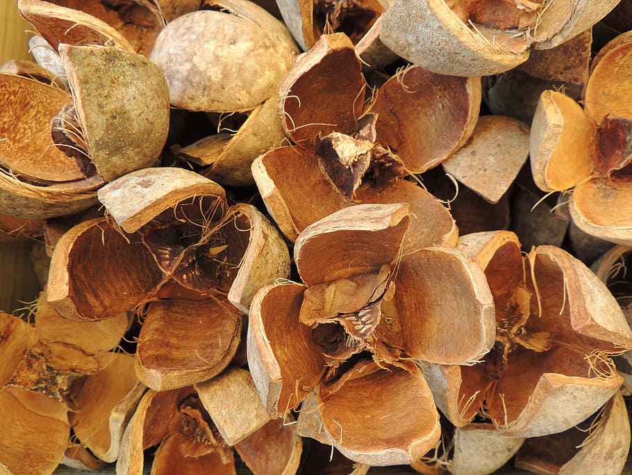 Nut, Open, Dried, Decoration, brown, nature, backgrounds, close-up HD wallpaper