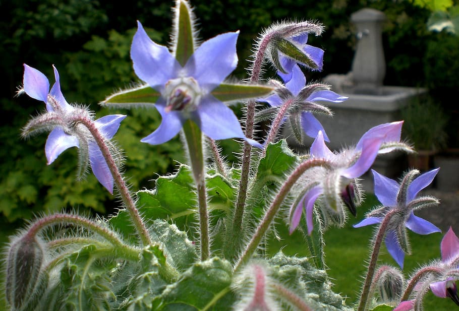 borage, bee, garden, summer, blue, herbs, blossom, bloom, flower HD wallpaper