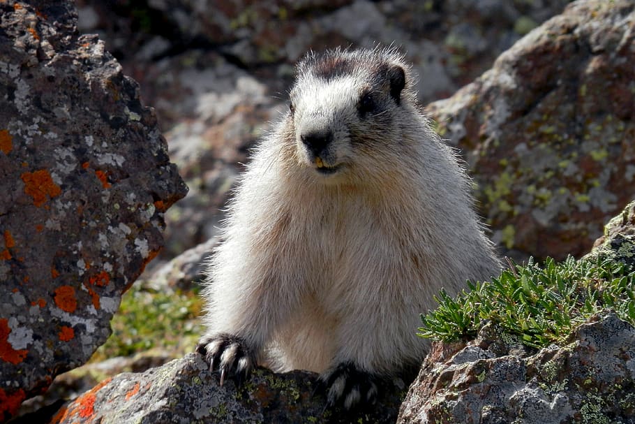 [Image: marmot-brower-s-marmot-alaska-wildlife-d...l-park.jpg]