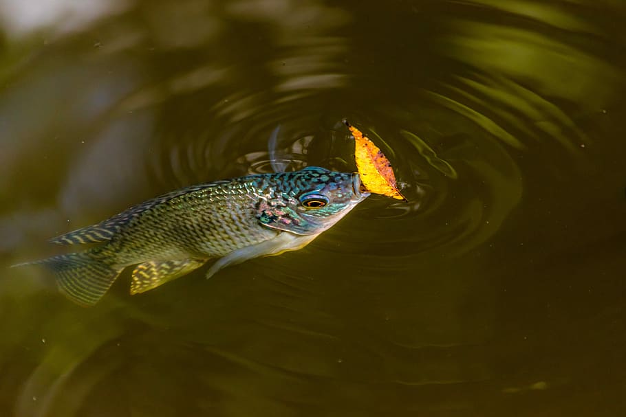 gray, black, and teal fish in body of water, nature, outdoors HD wallpaper