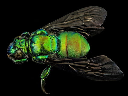 green stinky bug, bee, insect, macro, hymenoptera, guyana, close up HD wallpaper