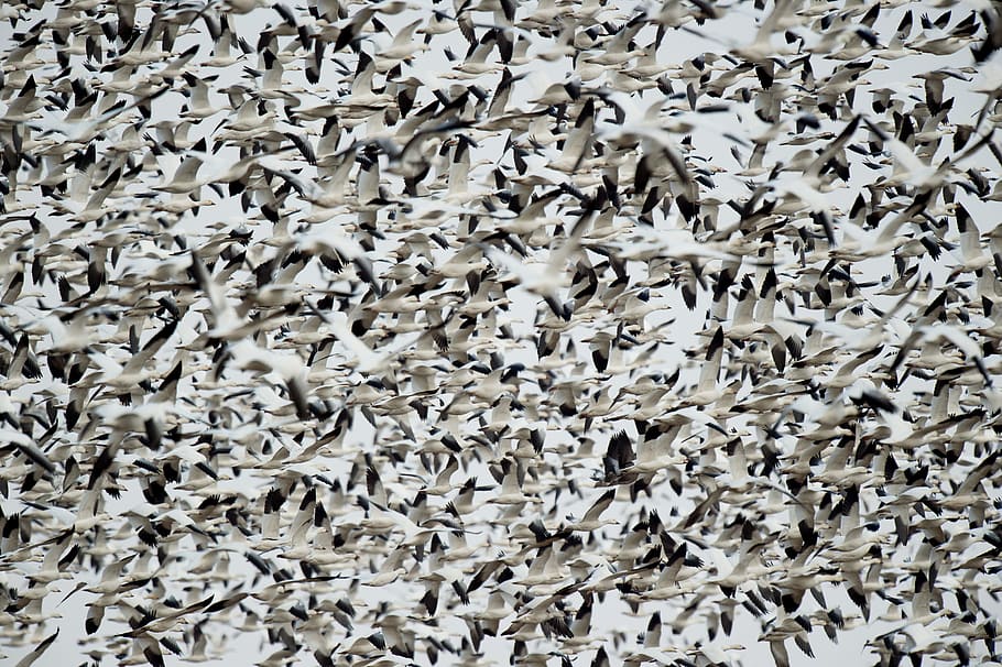 flock of white-and-black birds, black and grey floral artwork HD wallpaper