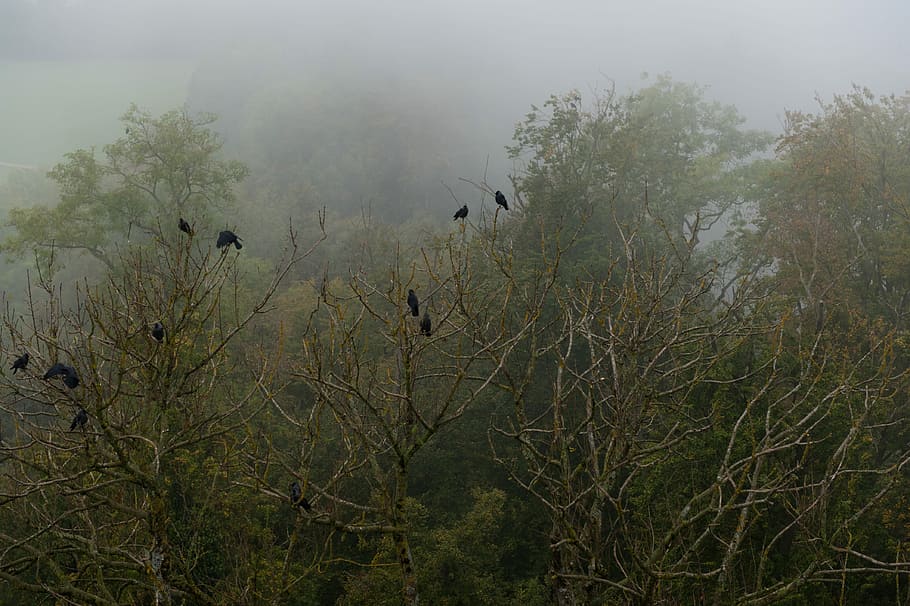 Crow, Forest, Fog, Trees, Bird, Nature, green, weird, growth HD wallpaper