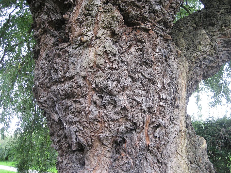 tree trunk, bark, texture, nature, wood, natural, forest, pattern HD wallpaper
