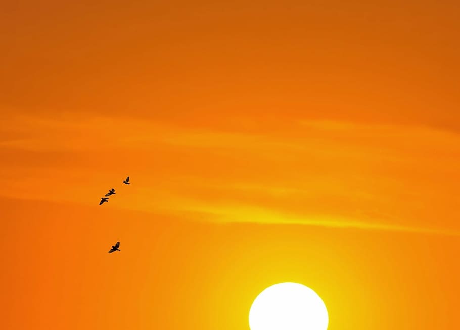 four birds flying during sunset, west, nature, landscape, sky HD wallpaper