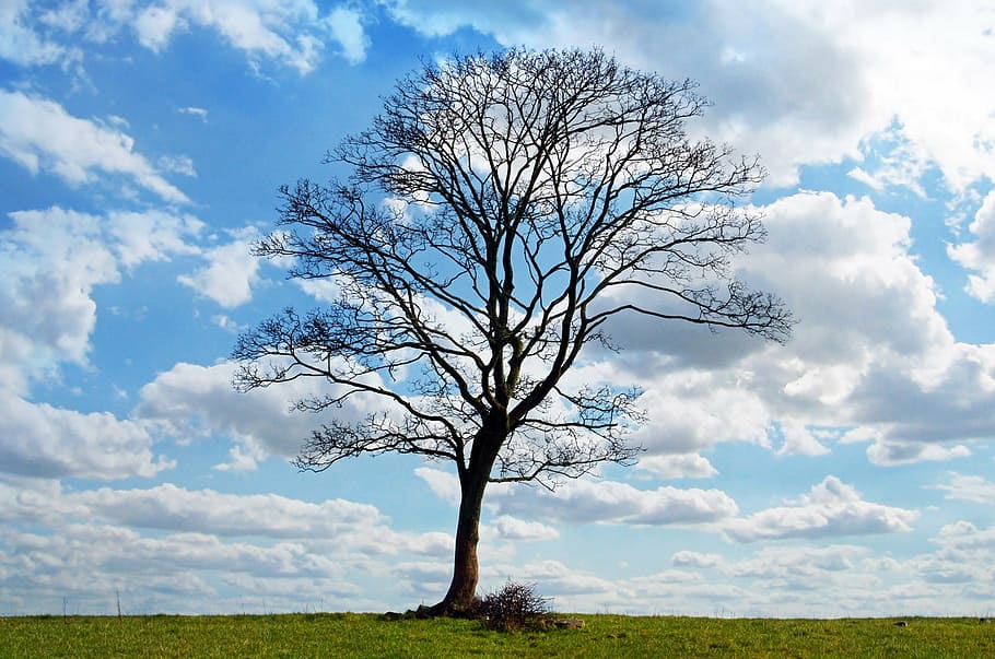 bare tree, blue, sky, branch, branches, cloud, clouds, nature HD wallpaper
