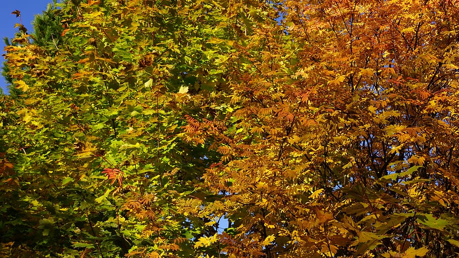 autumn, deciduous trees, fall colors, orange, green, reddish HD wallpaper