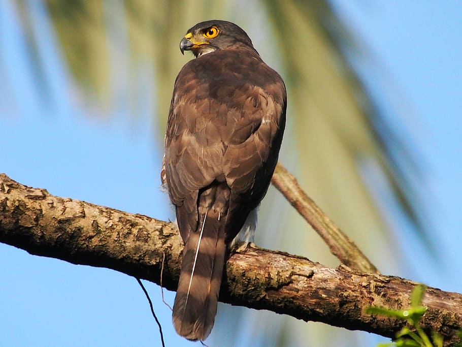 crested goshawk, wittmann, chill, bird, nature, animal, wildlife HD wallpaper
