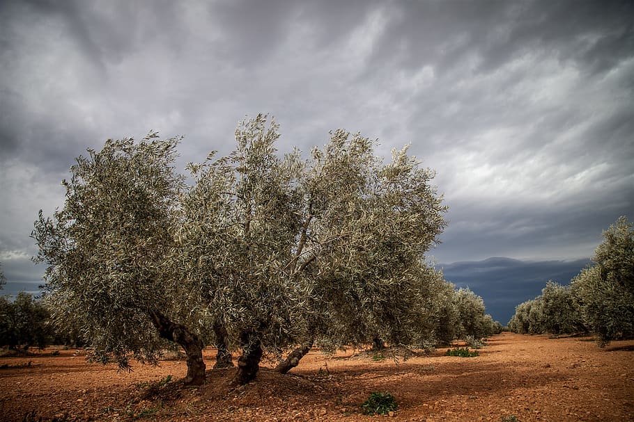 Tree, Spain, Olive, cloud - sky, nature, landscape, field, plant HD wallpaper