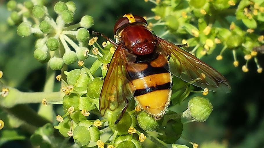 hoverfly, insect, pollination, close, sprinkle, food intake HD wallpaper