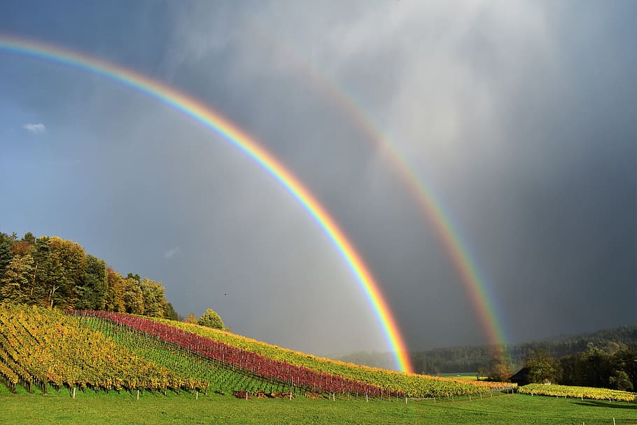 rainbow under flower field, landscape, nature, mood, sky, rainbow colors