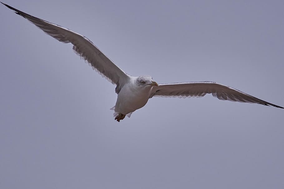 seagull, bird, flight, span, animal world, flying, animal themes HD wallpaper