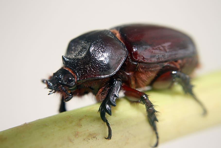 Insect, Beetle, Macro, one animal, animal wildlife, animal themes HD wallpaper