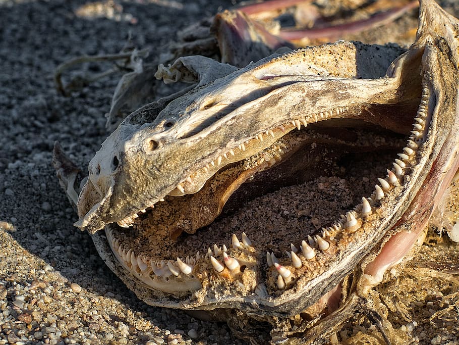 dead fish, decay, fish bones, rotten, teeth, nature, animal HD wallpaper