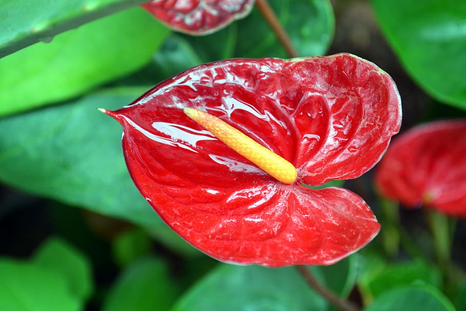 Anthuriums 1080p 2k 4k 5k Hd Wallpapers Free Download Wallpaper Flare 7390