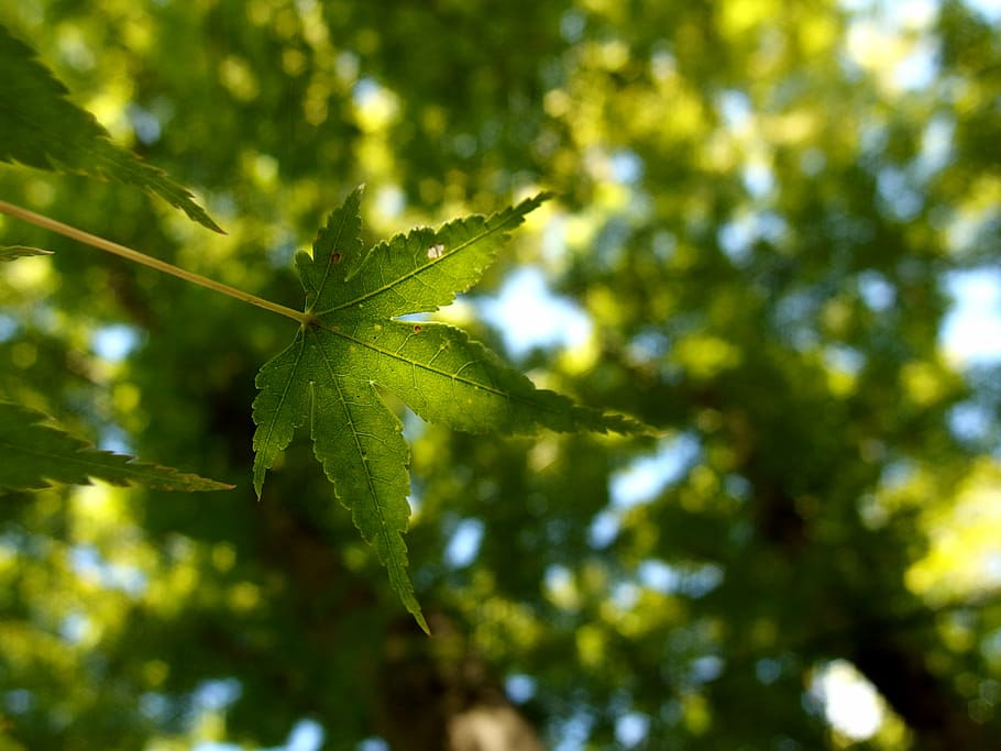 leaf, maple, leaves, foliage, plant, japanese maple, nature HD wallpaper