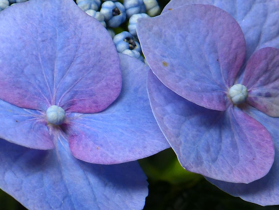 hydrangea, flower, blossom, bloom, blue, greenhouse hydrangea HD wallpaper