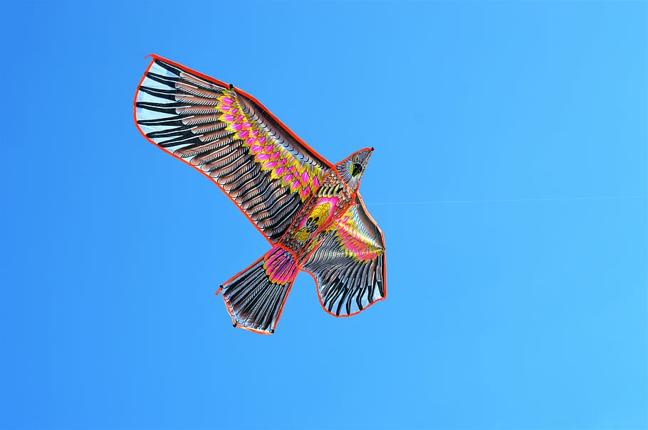 photo of black and pink kite, bird with assorted-color feathers flying HD wallpaper