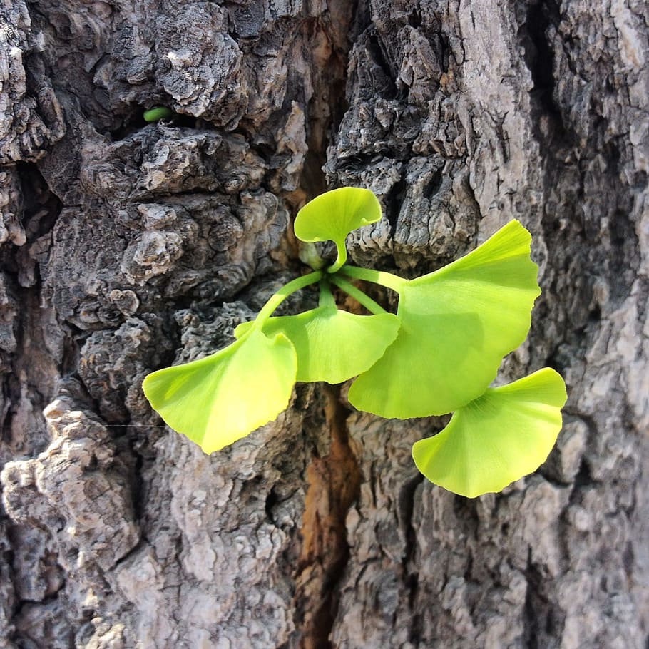 ginkgo, leaf, bud, tree, ginkgo trees, plant, growth, trunk HD wallpaper