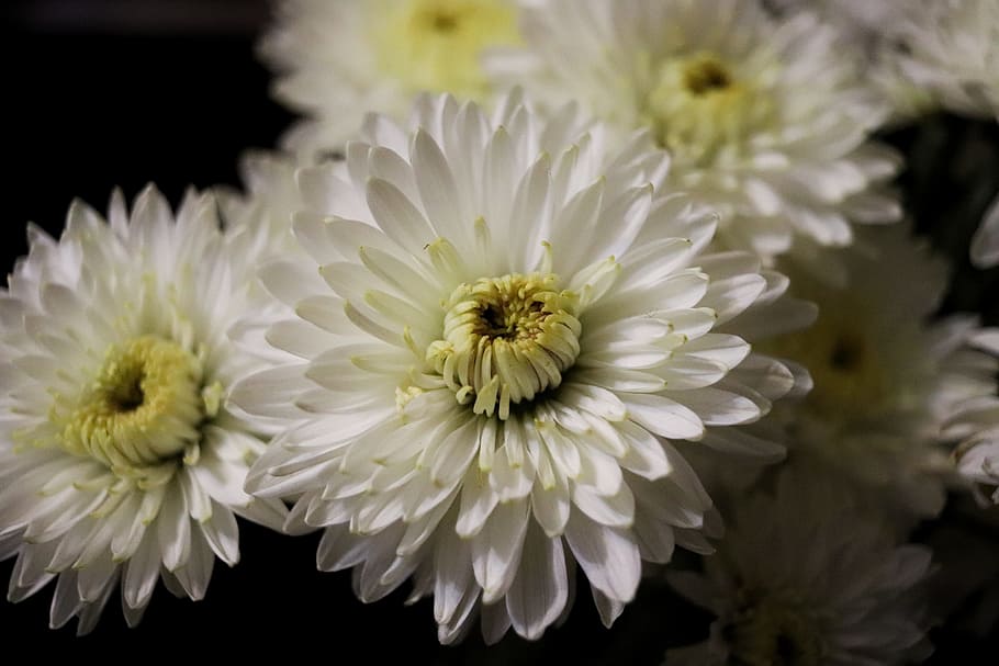 flowers, handsomely, white, flowering plant, fragility, vulnerability HD wallpaper