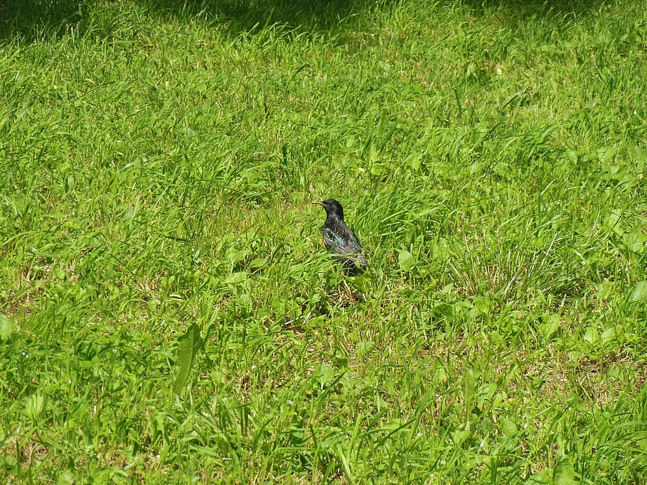 grass, bird, park, nature, green, animal, wildlife, plant, green color HD wallpaper
