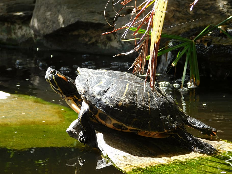 turtle, animal, nature, shell, tortoise, water, animal themes HD wallpaper