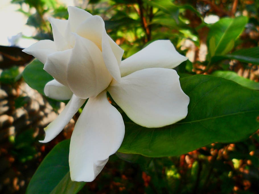 flower, spring, jasmine, white, garden, flowers, nature, beautiful HD wallpaper