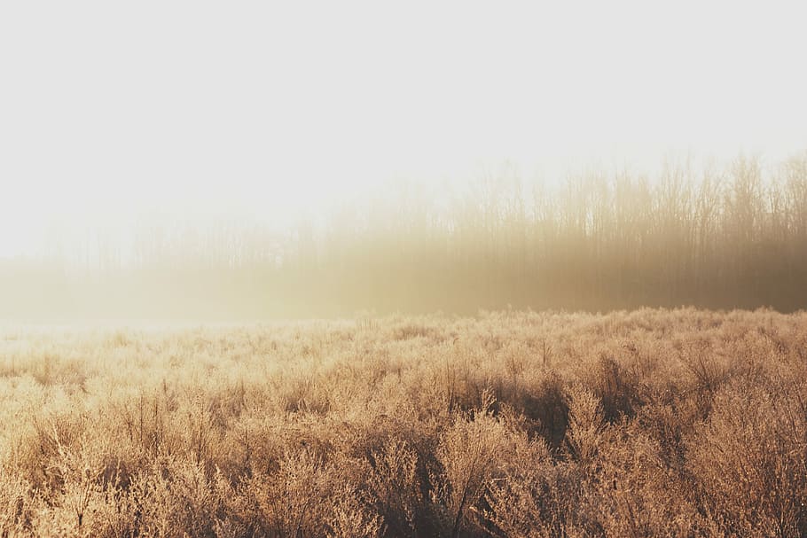 Morning Light, brown plant field under sunny sky, glow, gold HD wallpaper