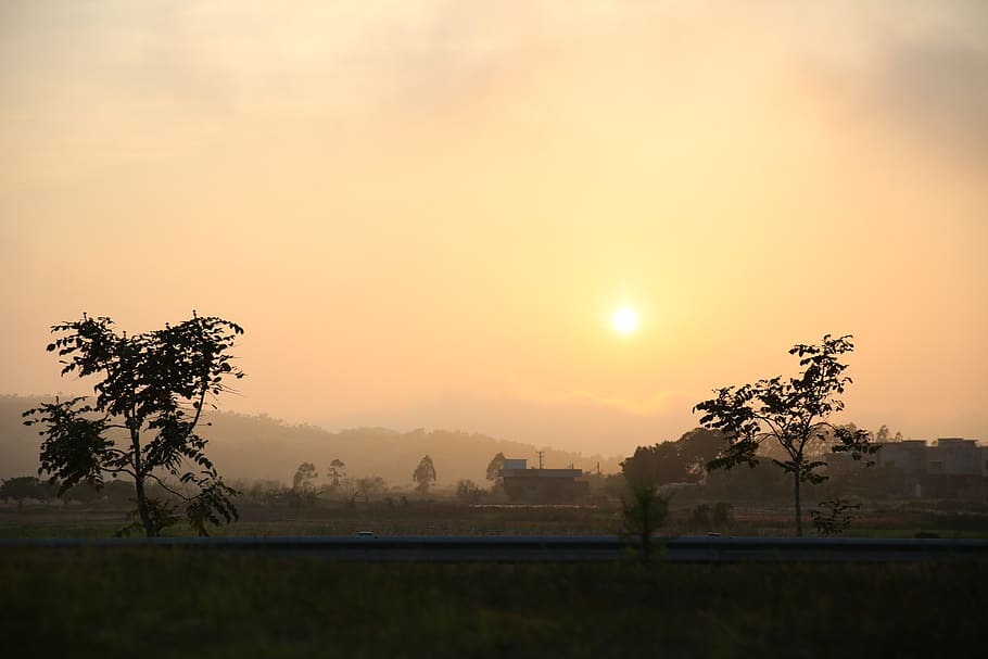 tree, dawn, nature, sunset, sky, plant, beauty in nature, scenics - nature HD wallpaper