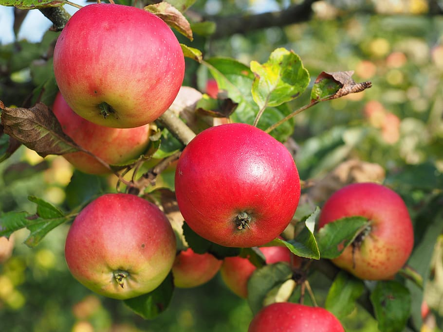 close up photography of red apples, Apple Tree, Fruit, Frisch HD wallpaper