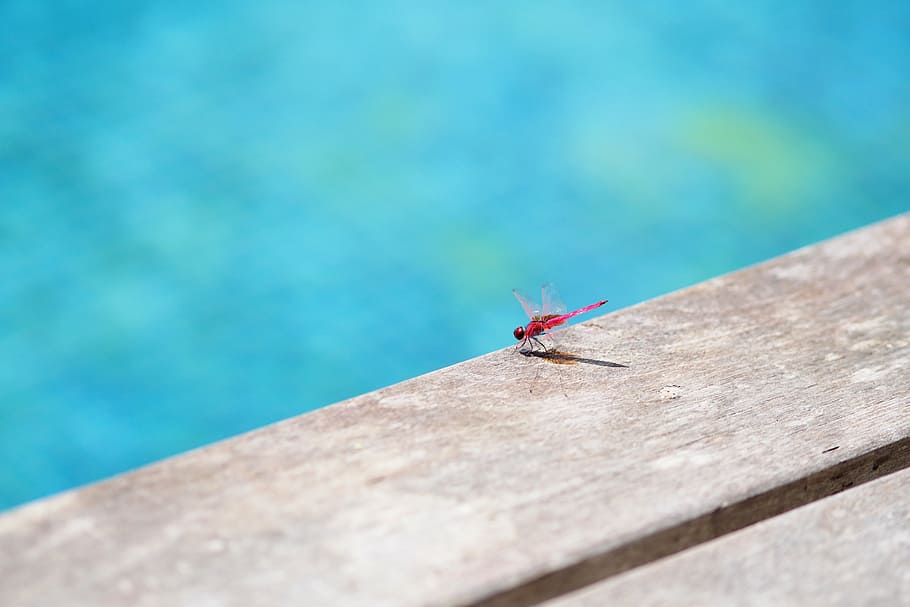 dragonfly, pool, insect, water, animal, summer, day, invertebrate HD wallpaper