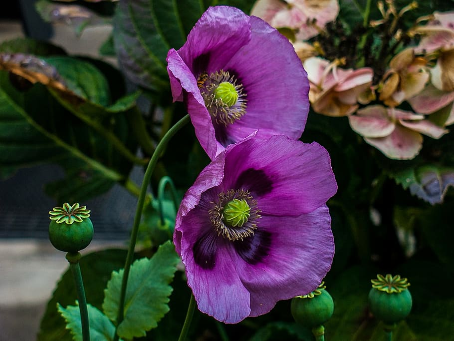 closeup photo of two purple poppy flowers, klatschmohn, field of poppies, HD wallpaper