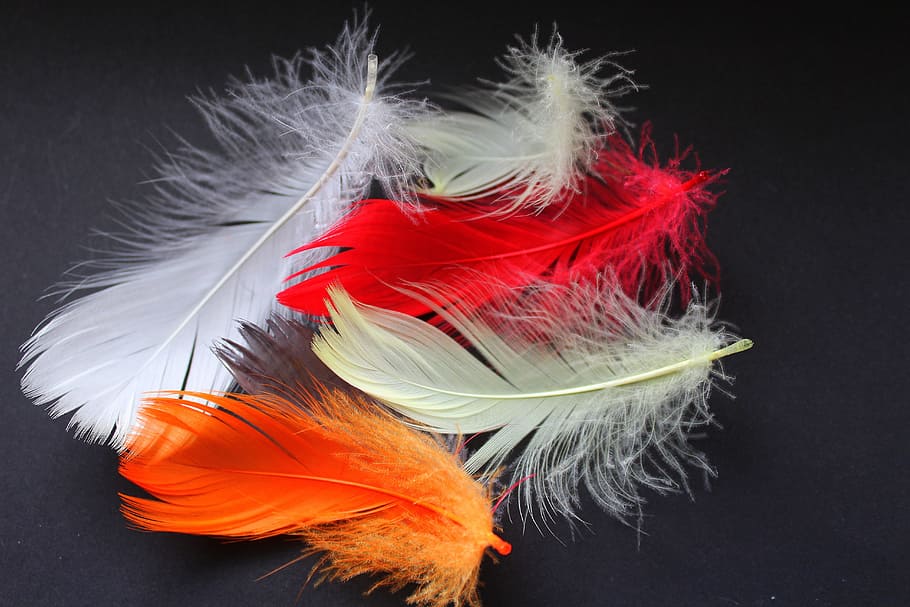 pen, feathers, light, nature, colorful, orange, black background HD wallpaper