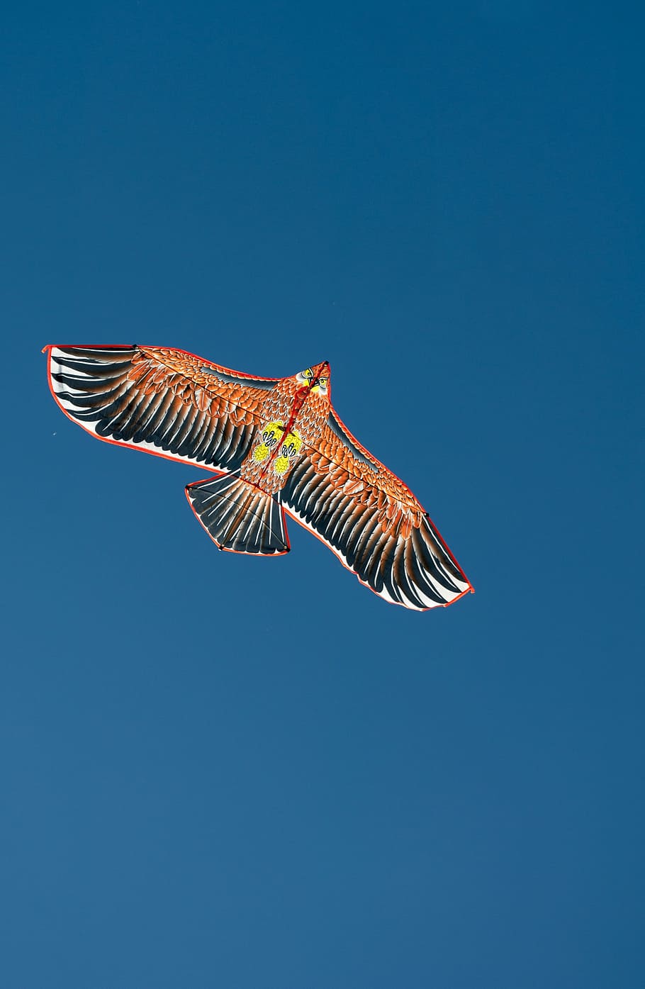 Wind, Bird, Eagle, Nature, White, blue, environment, day, flying HD wallpaper