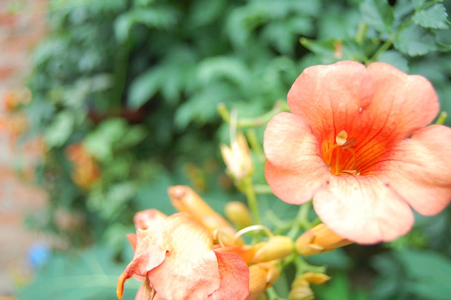 flower, is, best, flowering plant, fragility, vulnerability HD wallpaper